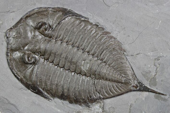 Dalmanites Trilobite Fossil - New York #357135